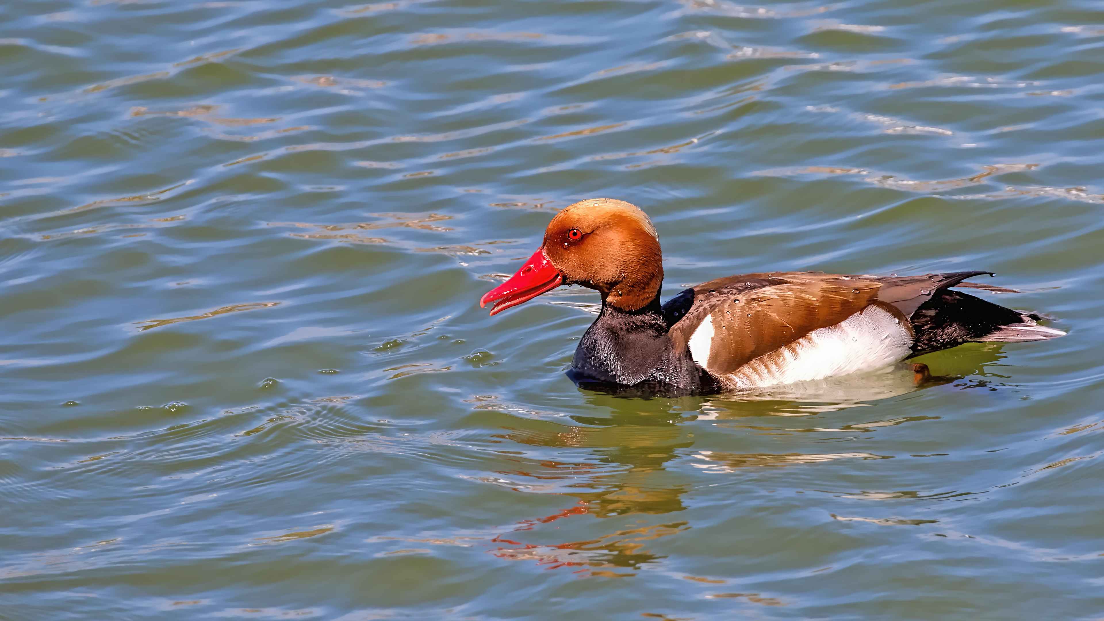 Red-crested Pochard
